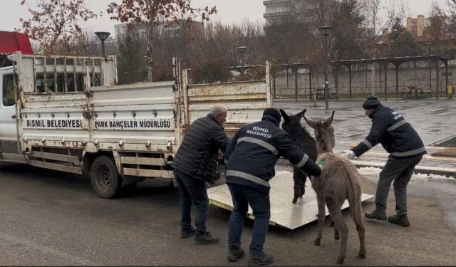 Diyarbakır'da çarşı merkezinde ilginç kovalamaca: Eşekler koruma altına alındı