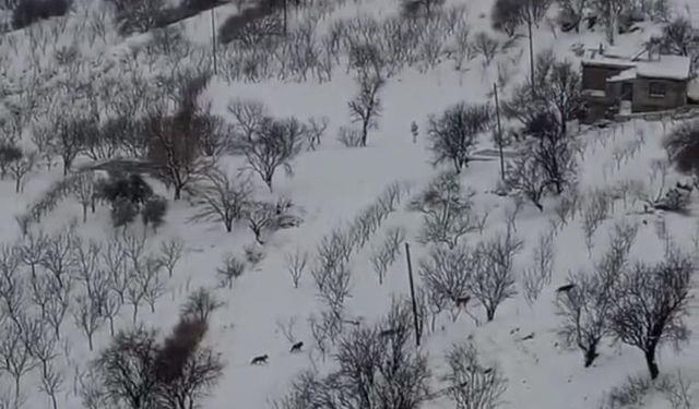 Diyarbakır'da kurt sürüsü yerleşim yerine indi