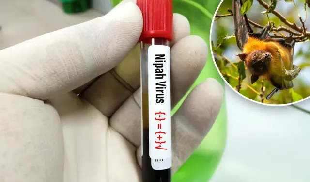 DSÖ: Nipah virüsü yüzde 75 ölüm oranına sahip; Covid-19'un 5 katı