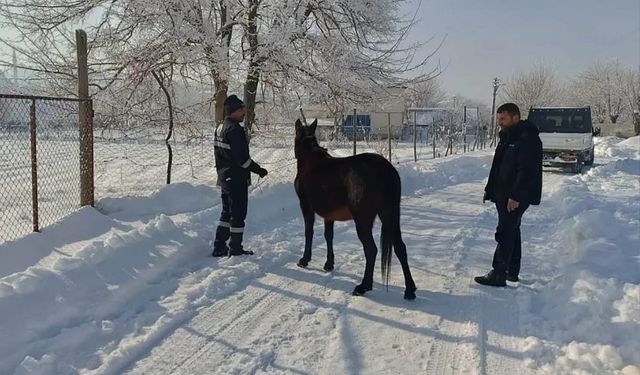 Genç ilçesinde sahipsiz hayvanlara kış desteği