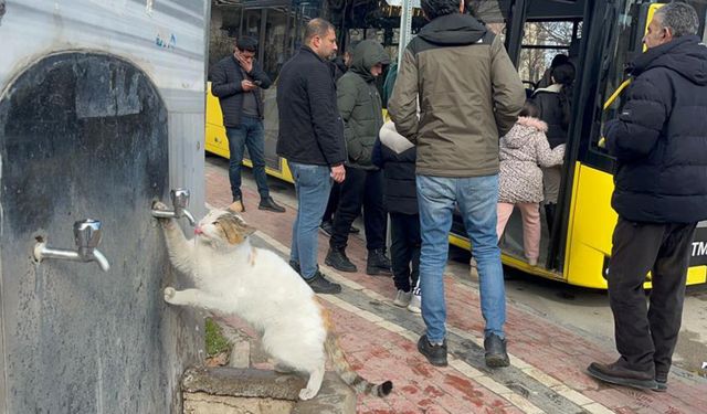 Çeşmeye patisini dayayan kedi, vatandaşların musluğu açmasıyla kana kana su içti