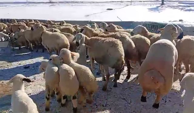 Malatyalı küçükbaş yetiştiricisi: Hayvancılık emek, sabır ve alın teri ister