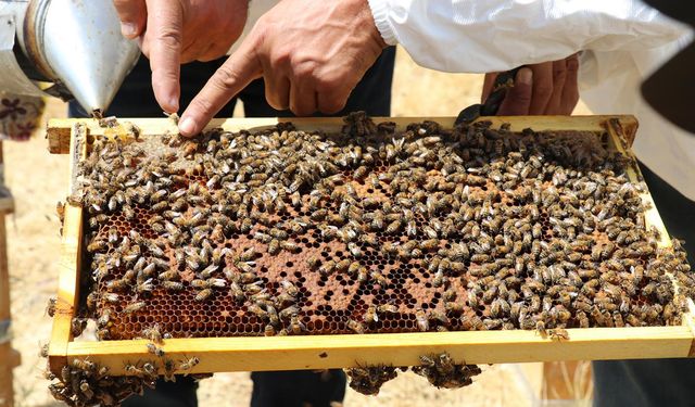 Siirt’te bal üretiminde markalaşma atağı