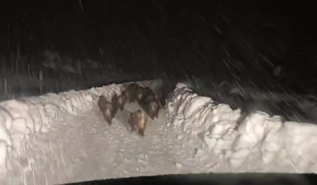 Siirt’te yaban domuzu sürüsü yolda görüntülendi