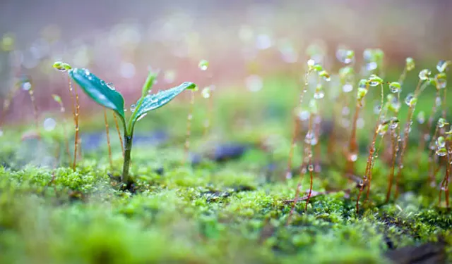 Yağışlar Diyarbakır ve Şanlıurfa'ya tarım için umut oldu