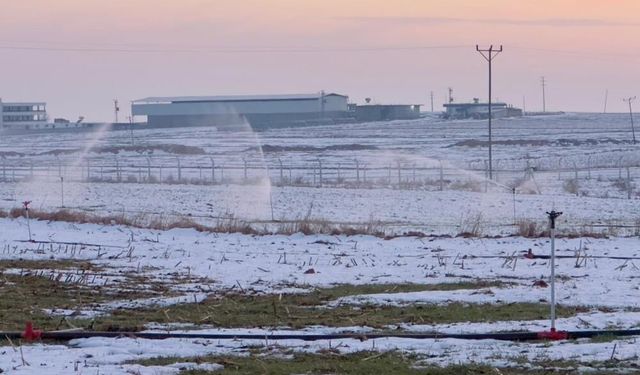 Pes dedirten durum: Kar altındaki tarlayı kaçak elektrikle suladılar