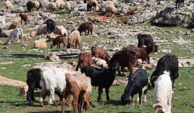 Şanlıurfa'da beyaz örtü yerini yeşil örtüye bıraktı