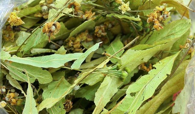 Gribe karşı doğal destek: Ihlamur ve bitki çayları