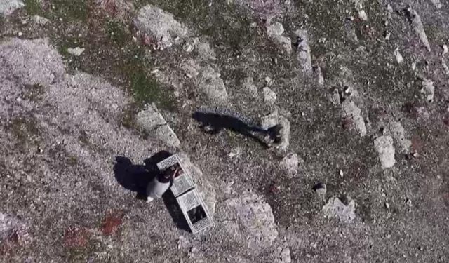 Habur’da ele geçirilen 38 kınalı keklik doğaya bırakıldı