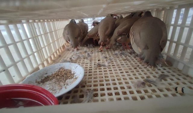 Habur’da tırda 40 kanatlı hayvan ele geçirildi