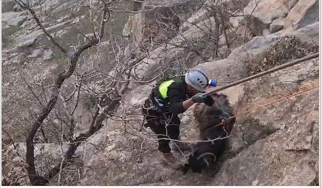 Kayalıklarda mahsur kalan keçiler halatla kurtarıldı