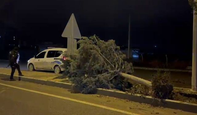 Malatya'da fırtına ağaçları kökünden söktü