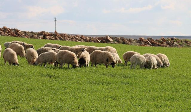 Şanlıurfa'da beyaz örtü yerini yeşile bıraktı