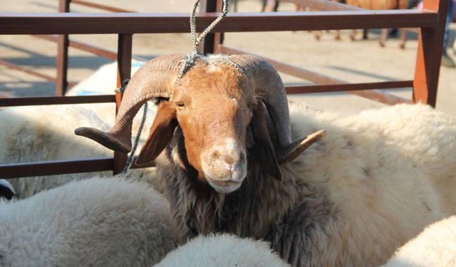 Küçükbaş hayvancılığa yeni teşvik programı başlıyor