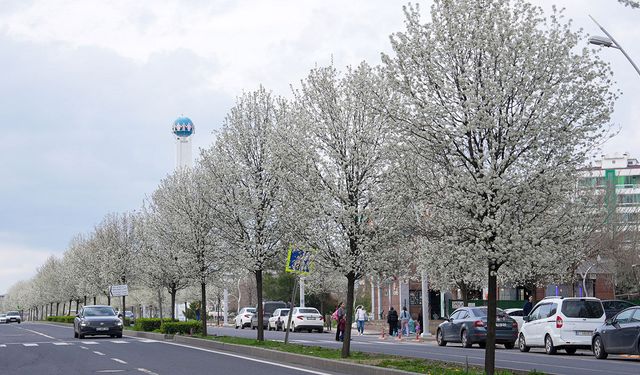 Diyarbakır'da süs armutları baharla birlikte çiçek açtı