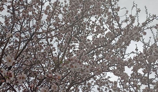 Adıyaman'da baharın müjdecisi çiçekler renk cümbüşüne döndü