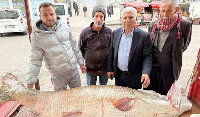 Diyarbakır'da 120 kiloluk turna balığı görenleri hayrete düşürdü