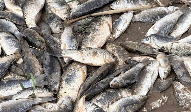 Diyarbakır'da aşırı yağışlar sonrası suyun geri çekilmesiyle balıklar telef oldu