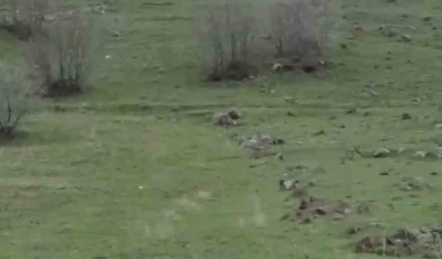 Diyarbakır'da kurt sürüsü görüntülendi