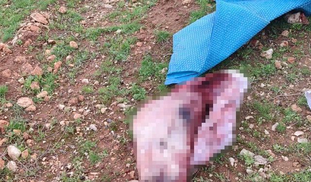 Mide bulandıran görüntüler: Kesilmiş at kafası ve parçaları bulundu