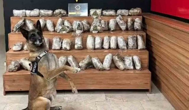 Şanlıurfa'da 17 kilo 550 gram skunk ele geçirildi