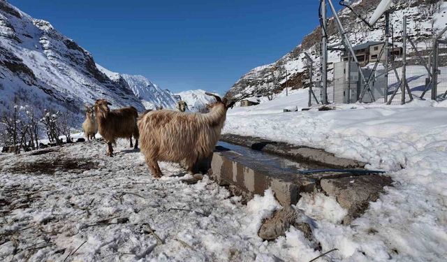Şırnak'ta keçi besiciliği gittikçe yok oluyor