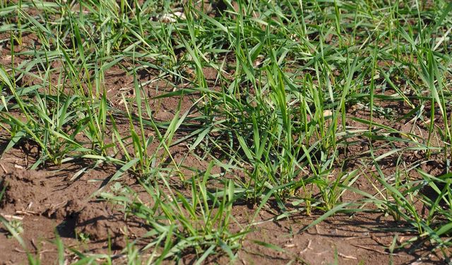 Aşırı yağış sonrası çiftçilere hayati uyarılar