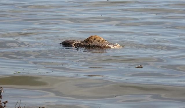 Baraja ve yol kenarlarına atılan hayvan leşleri tepki çekti