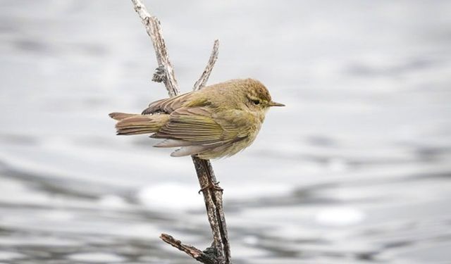 Göç yorgunu çıvgın kuşu Diyarbakır'da