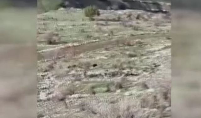 Diyarbakır'da domuzlar koyun sürüsüne saldırdı, çoban köpeği kovaladı