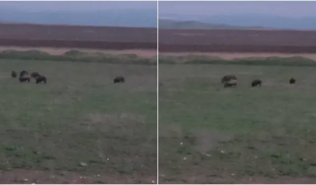 Diyarbakır’da tarlada otlanan yaban domuzları kamerada