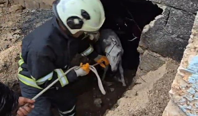 Mardin’de çöken ahıra düşen eşek itfaiye ekiplerince kurtarıldı
