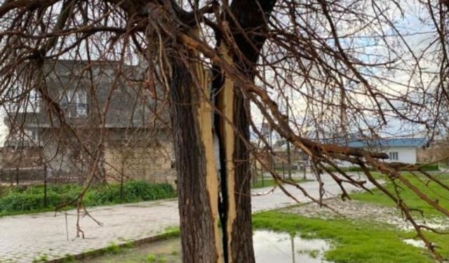 Mardin’de yıldırım ağacı ikiye böldü