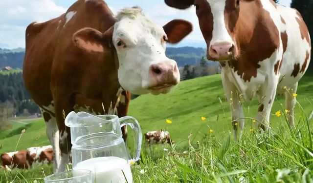 Çiğ süt üretimi geriledi: 2025’te yüzde 4,9 düşüş