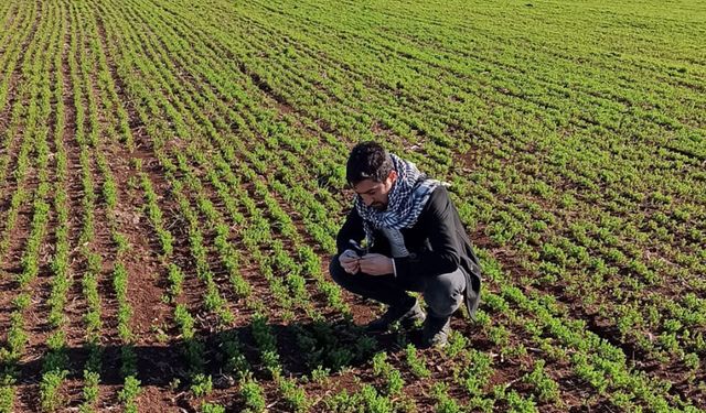 Ziraat mühendislerinden çiftçilere kritik uyarılar