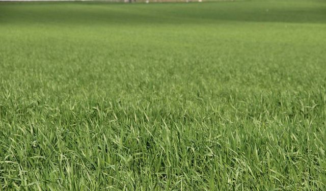 ZMO'dan çiftçilere kritik uyarı: Yağış sevindirdi, hastalık riski kapıda