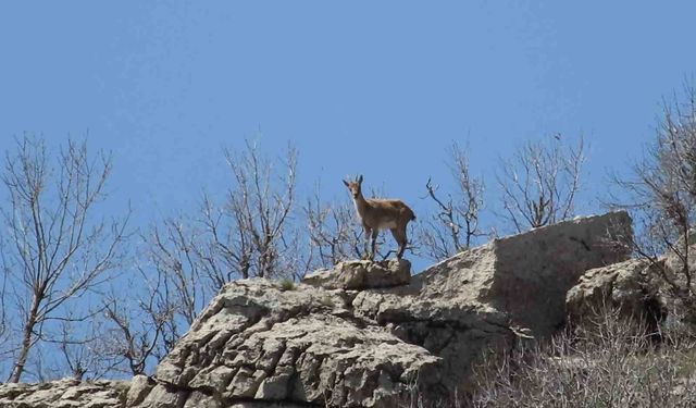 Çermik dağları 'dağ keçilerine' emanet