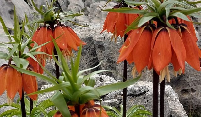 Diyarbakır'da açan ters laleler görenleri hayran bırakıyor