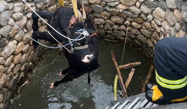 Diyarbakır'da su kuyusuna düşen inek kurtarıldı