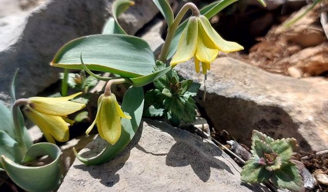 Ender görülen Çermik ters lalesi çiçek açtı