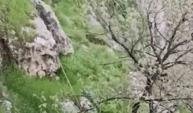 Mardin'de mahsur kalan keçileri itfaiye kurtardı