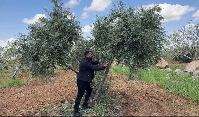 Şanlıurfa'da zeytin üreticilerine kritik uyarı