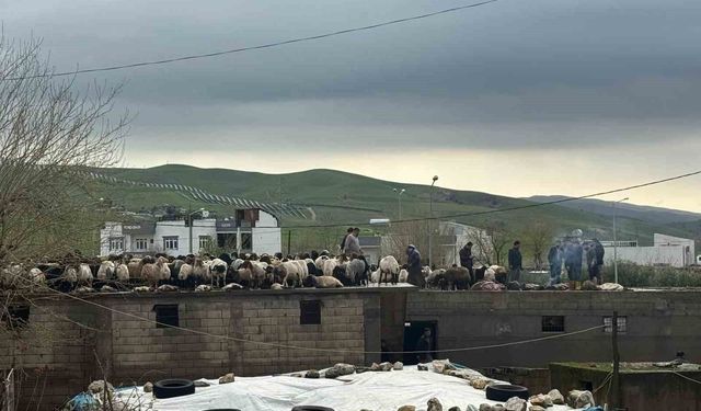Siirt'te araçlar sel sularında kayboldu