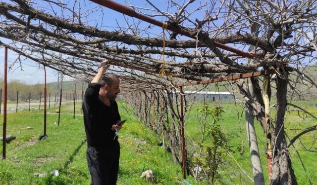 Batman’da hava değişimleri üreticiyi vurdu: Meyve ağaçları zarar gördü