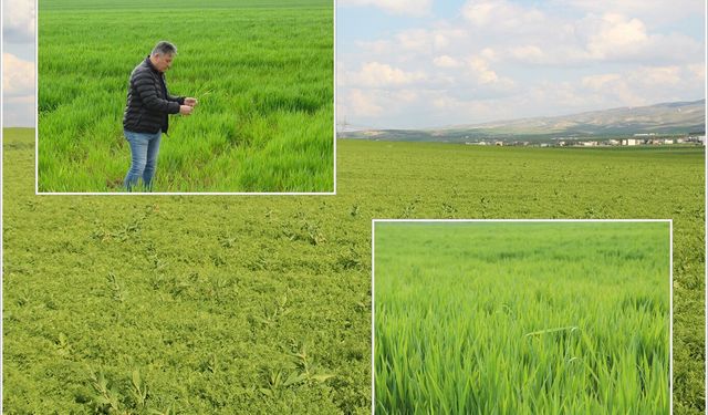 Doğan: Buğday, arpa ve mercimekte yüksek rekolte bekliyoruz