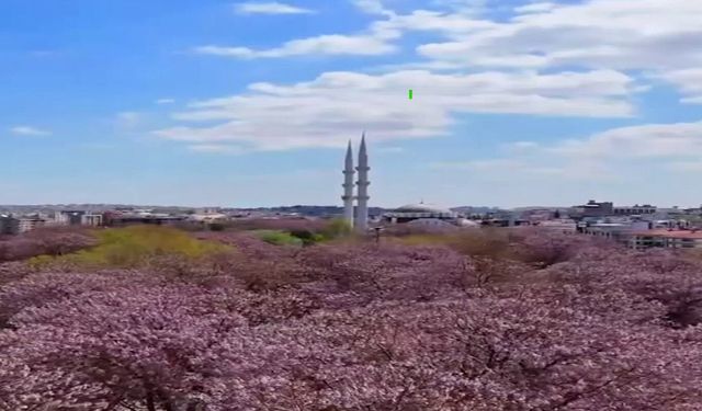 Gaziantep'te bahar: Pavlonyalar renk cümbüşü oluşturdu