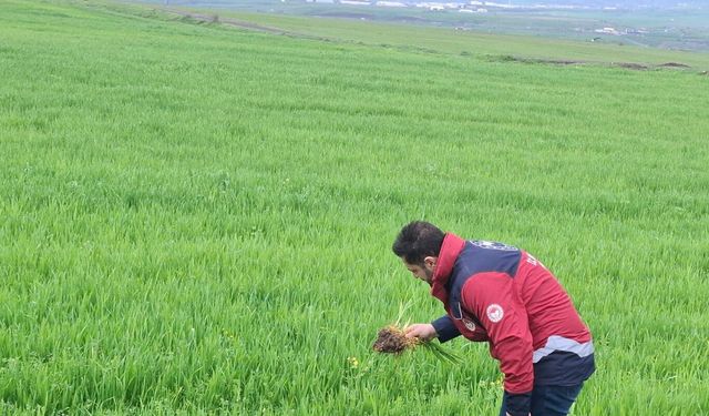 Hububat üreticilerine çağrı: Hastalık riski artıyor