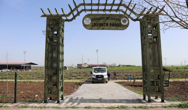 Diyarbakır’da lavanta mevsimi başlıyor