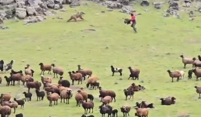Ağrı Dağı’nda bir ayı koyun sürüsünün içinden geçip gitti