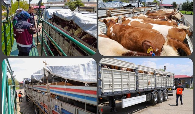 Bingöl’den batı illerine kurbanlık sevkiyatı başladı